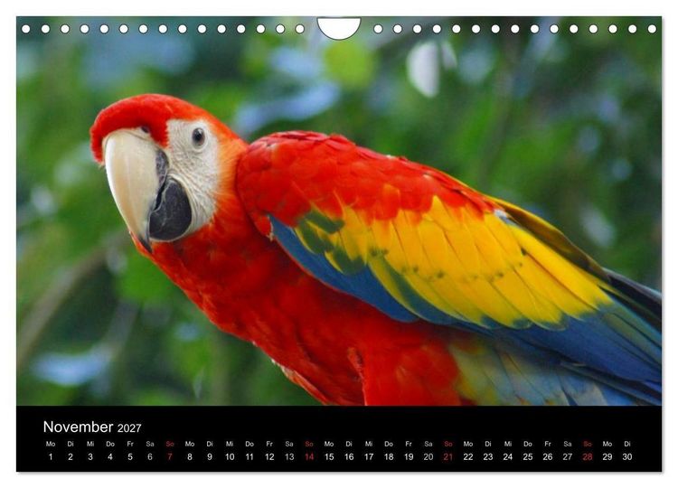 Produktbild: Die Welt der Haustiere (Wandkalender 2027 DIN A4 quer), CALVENDO Monatskalender