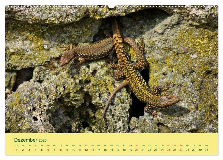 Produktbild: Flinke Eidechsen (Wandkalender 2026 DIN A2 quer), CALVENDO Monatskalender