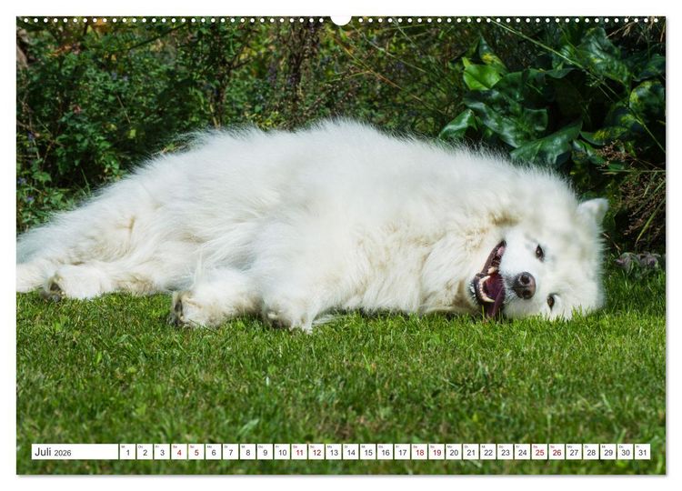 Produktbild: Der Samojede - Sch&ouml;nheit des Nordens (hochwertiger Premium Wandkalender 2026 DIN A2 quer), Kunstdruck in Hochglanz