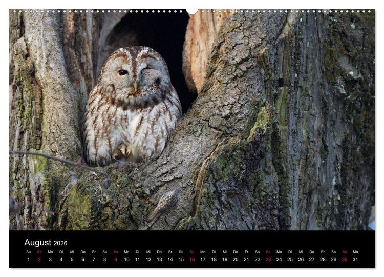 Produktbild: Waldk&auml;uze, fotografiert in M&uuml;nchen (Wandkalender 2026 DIN A2 quer), CALVENDO Monatskalender