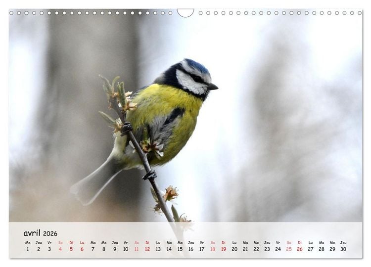 Produktbild: OISEAUX des Jardins et For&ecirc;ts (Calendrier mural 2026 DIN A3 vertical), CALVENDO calendrier mensuel