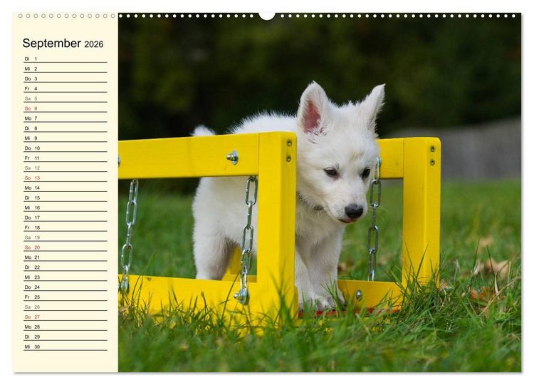 Produktbild: Wei&szlig;er Schweizer Sch&auml;ferhund - Ein Tag im Leben einer Hundefamilie (Wandkalender 2026 DIN A2 quer), CALVENDO Monatskalender
