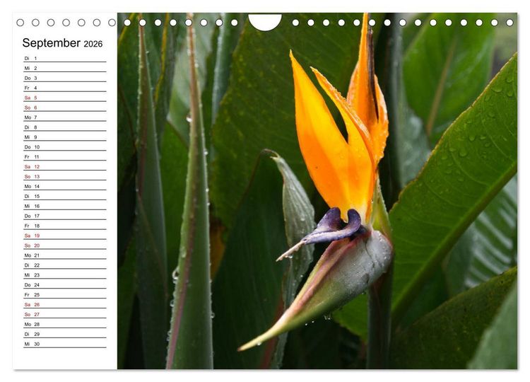 Produktbild: Strelitzien - die Paradiesv&ouml;gel unter den Blumen (Wandkalender 2026 DIN A4 quer), CALVENDO Monatskalender