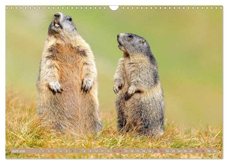 Produktbild: Alpenmurmeltiere in freier Wildbahn (Wandkalender 2026 DIN A3 quer), CALVENDO Monatskalender