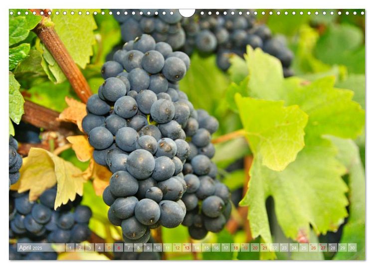Produktbild: Wein- und Rebsorten aus Rheinland-Pfalz (Wandkalender 2025 DIN A3 quer), CALVENDO Monatskalender