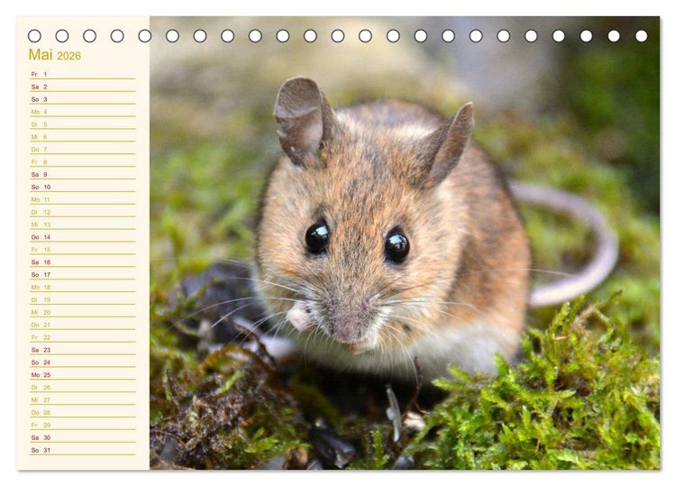 Produktbild: Gr&uuml;sse von der Maus! (Tischkalender 2026 DIN A5 quer), CALVENDO Monatskalender