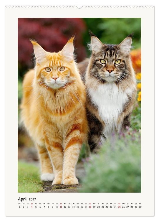 Produktbild: Main-Coon-Katzen. Sanfte Riesen im Gr&uuml;nen (Wandkalender 2027 DIN A2 hoch), CALVENDO Monatskalender