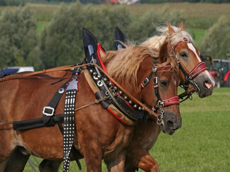 Produktbild: CALVENDO Puzzle Kaltblutgespann | 1000 Teile Lege-Gr&ouml;&szlig;e 64x48cm Foto-Puzzle f&uuml;r gl&uuml;ckliche Stunden