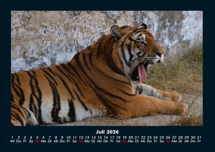 Produktbild: Tiger 2026 Fotokalender DIN A4