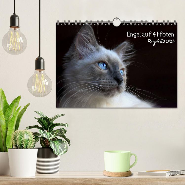 Produktbild: Engel auf 4 Pfoten - Ragdolls 2026 (Wandkalender 2026 DIN A4 quer), CALVENDO Monatskalender