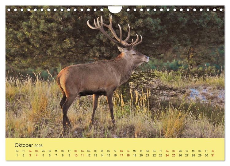 Produktbild: K&uuml;sten Hirsche - Rotwild auf dem Dar&szlig; (Wandkalender 2026 DIN A4 quer), CALVENDO Monatskalender