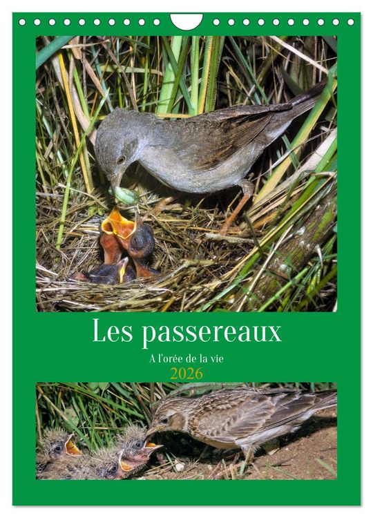 Produktbild: Les passereaux &agrave; l'or&eacute;e de la vie (Calendrier mural 2026 DIN A4 horizontal), CALVENDO calendrier mensuel