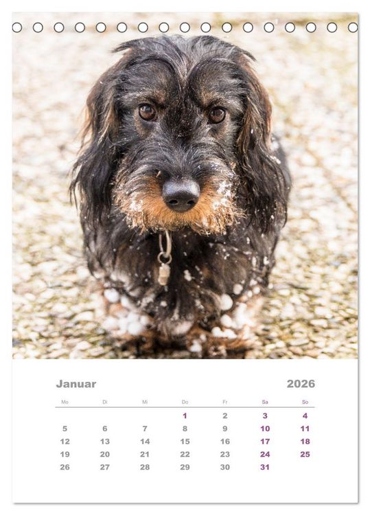 Produktbild: Dackel(augen)blicke (Tischkalender 2026 DIN A5 hoch), CALVENDO Monatskalender
