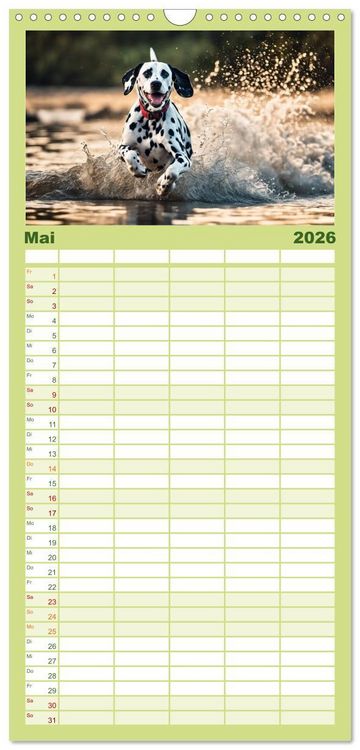Produktbild: Familienplaner 2026 - Dalmatiner - freundliche Temperamentsbolzen mit 5 Spalten (Wandkalender, 21 x 45 cm) CALVENDO