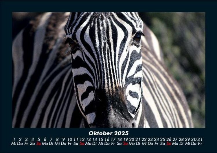 Produktbild: Zebrazauber 2025 Fotokalender DIN A5