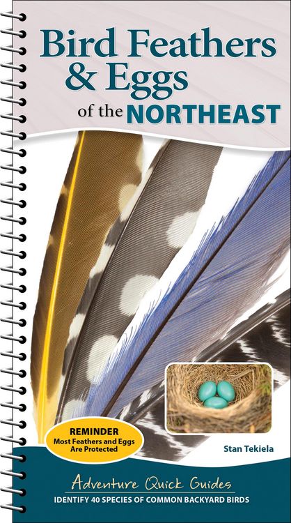 Produktbild: Bird Feathers & Eggs of the Northeast