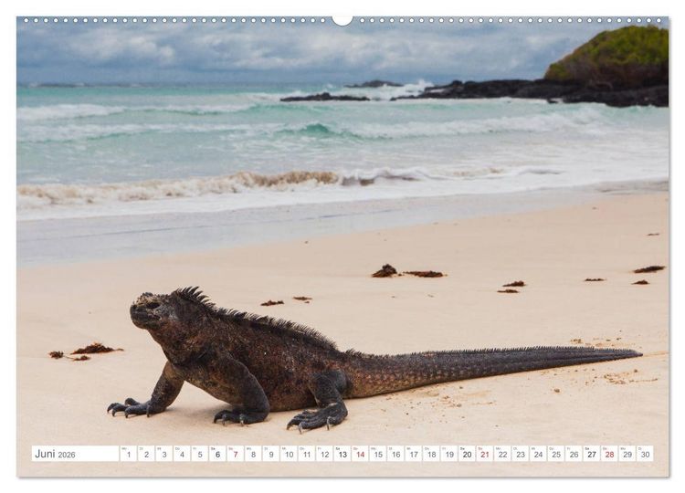 Produktbild: Galapagos. Verzauberte Inseln (Wandkalender 2026 DIN A2 quer), CALVENDO Monatskalender