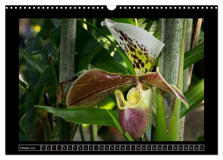 Produktbild: Frauenschuhe - die sch&ouml;nsten Orchideen der Welt (Wandkalender 2026 DIN A3 quer), CALVENDO Monatskalender