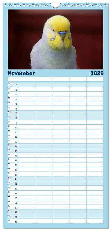Produktbild: Familienplaner 2026 - Wellensittichtr&auml;ume - Der neue Wellensittich-Naturkalender mit 5 Spalten (Wandkalender, 21 x 45 cm) CALVENDO