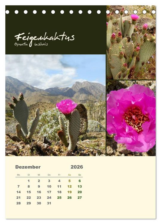 Produktbild: Kakteen der US-S&uuml;dweststaaten (Tischkalender 2026 DIN A5 hoch), CALVENDO Monatskalender