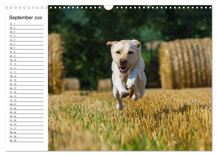 Produktbild: Labrador Retriever - Freunde f&uuml;r&acute;s Leben (Wandkalender 2026 DIN A3 quer), CALVENDO Monatskalender