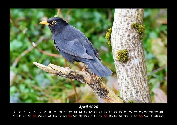 Produktbild: Vogelparadies 2026 Fotokalender DIN A3