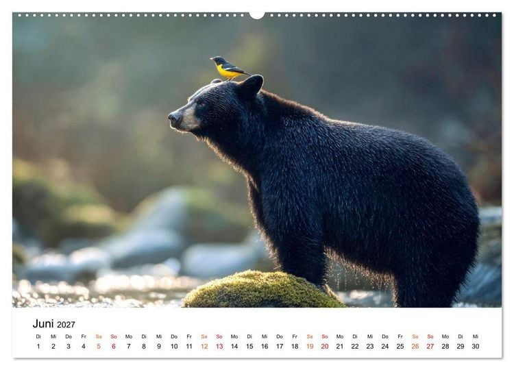 Produktbild: Beste Freunde - ein tierisch buntes Miteinander (hochwertiger Premium Wandkalender 2027 DIN A2 quer), Kunstdruck in Hochglanz