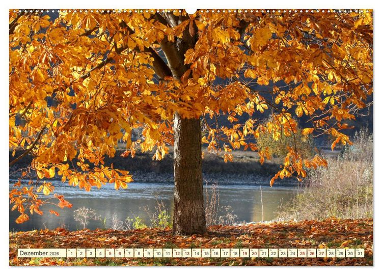 Produktbild: B&auml;ume, der Atem der Natur (Wandkalender 2026 DIN A2 quer), CALVENDO Monatskalender
