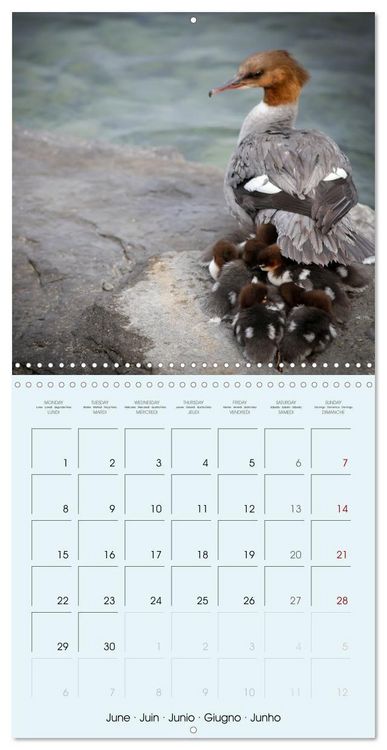Produktbild: Les oiseaux du lac L&eacute;man (Calendrier mural carr&eacute; 2026 30x30 cm) Calendrier double avec une page pour vos prises de notes