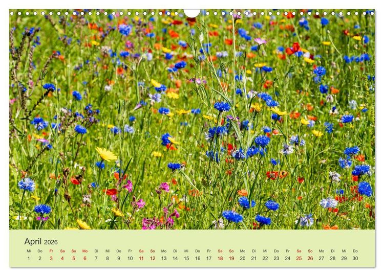 Produktbild: Wilde Blumen - ein Spaziergang durch die Natur (Wandkalender 2026 DIN A3 quer), CALVENDO Monatskalender