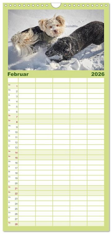 Produktbild: Familienplaner 2026 - Havaneser - Herz aus Gold mit 5 Spalten (Wandkalender, 21 x 45 cm) CALVENDO