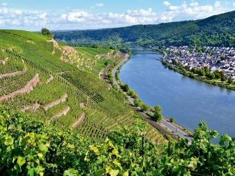 Produktbild: CALVENDO Puzzle Steillagen in Winningen an der Mosel | 1000 Teile Lege-Gr&ouml;&szlig;e 64x48cm Foto-Puzzle f&uuml;r gl&uuml;ckliche Stunden