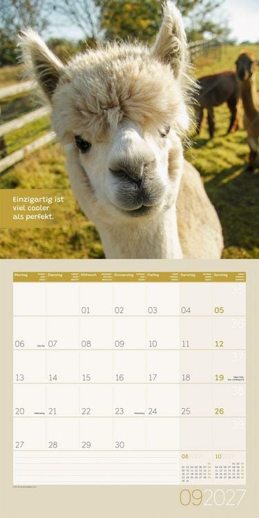 Produktbild: No Drama, Lama Kalender 2027 - 30x30 - Art12