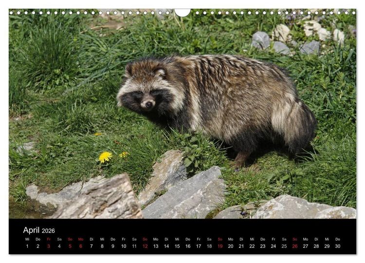 Produktbild: Marderhunde (Wandkalender 2026 DIN A3 quer), CALVENDO Monatskalender
