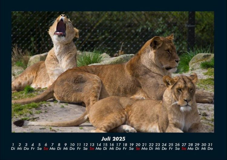 Produktbild: L&ouml;wen in der Wildnis 2025 Fotokalender DIN A4