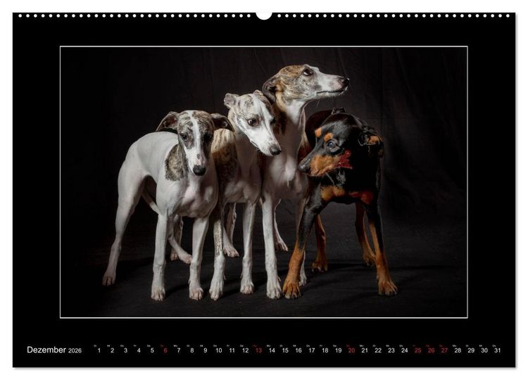 Produktbild: Windhunde - Schnelle Sch&ouml;nheiten (Wandkalender 2026 DIN A2 quer), CALVENDO Monatskalender
