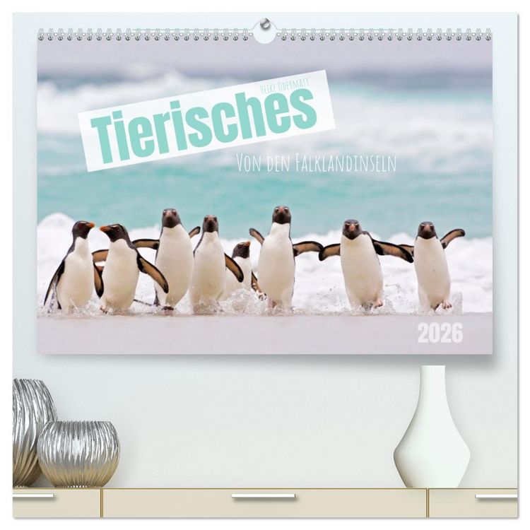 Produktbild: Tierisches von den Falklandinseln (hochwertiger Premium Wandkalender 2026 DIN A2 quer), Kunstdruck in Hochglanz