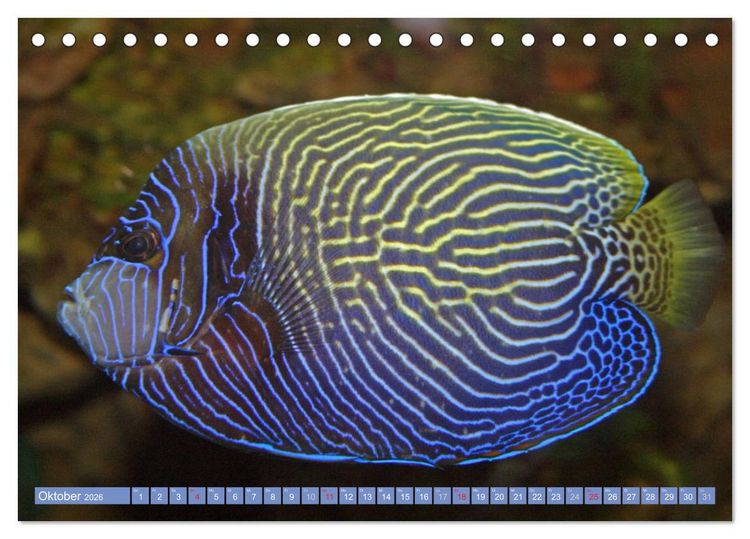 Produktbild: Bunte Welt der Fische (Tischkalender 2026 DIN A5 quer), CALVENDO Monatskalender