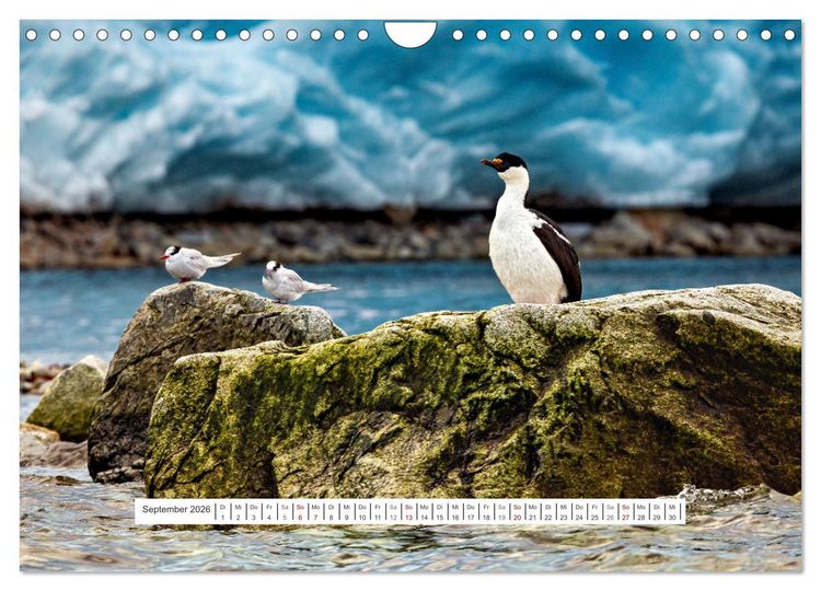 Produktbild: Expedition Antarktis (Wandkalender 2026 DIN A4 quer), CALVENDO Monatskalender