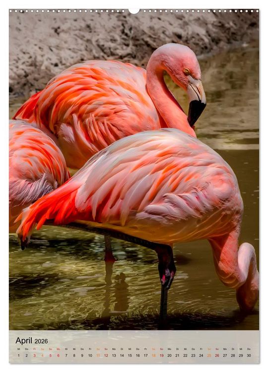 Produktbild: Flamingos - Eleganz und Sch&ouml;nheit (Wandkalender 2026 DIN A2 hoch), CALVENDO Monatskalender