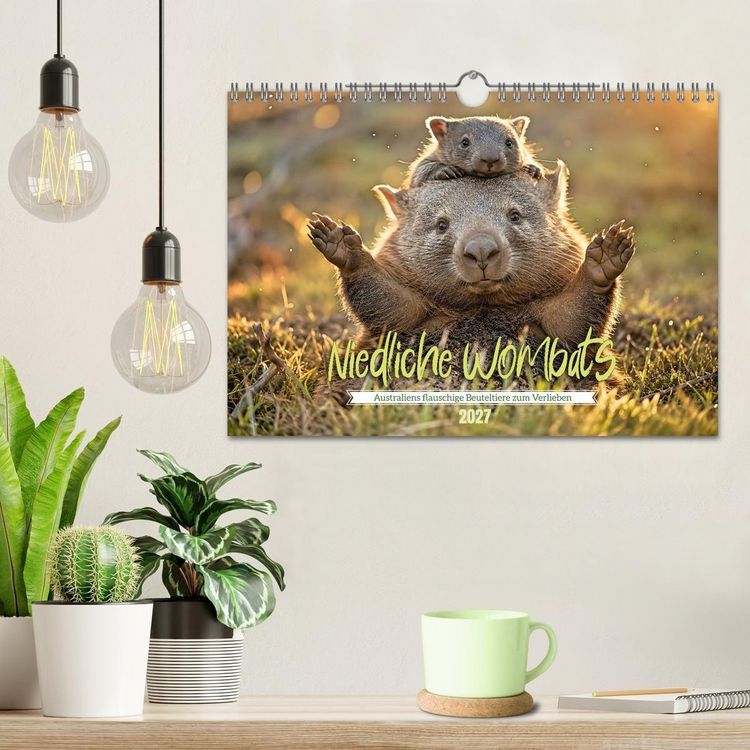 Produktbild: Niedliche Wombats - Australiens flauschige Beuteltiere zum Verlieben (Wandkalender 2027 DIN A4 quer), CALVENDO Monatskalender