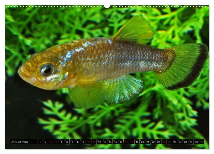 Produktbild: Outdoor-Aquaristik (hochwertiger Premium Wandkalender 2026 DIN A2 quer), Kunstdruck in Hochglanz
