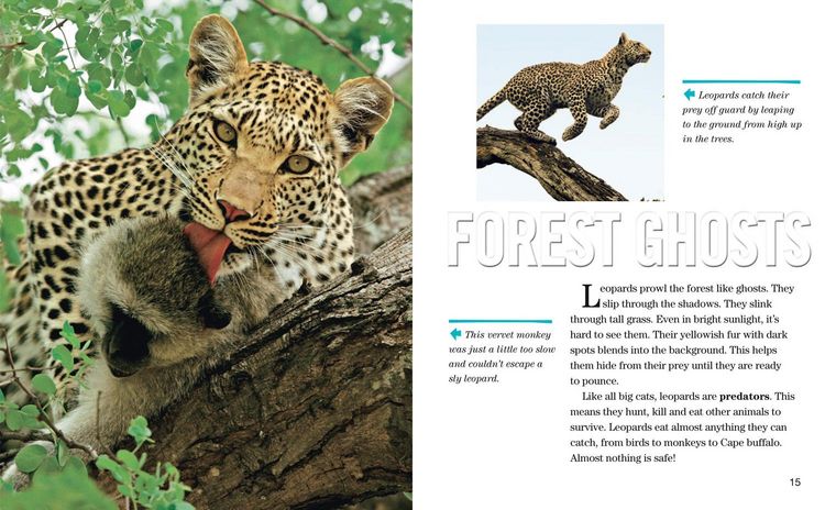 Produktbild: Face to Face with Leopards