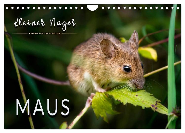 Produktbild: Kleiner Nager - Maus (Wandkalender 2026 DIN A4 quer), CALVENDO Monatskalender