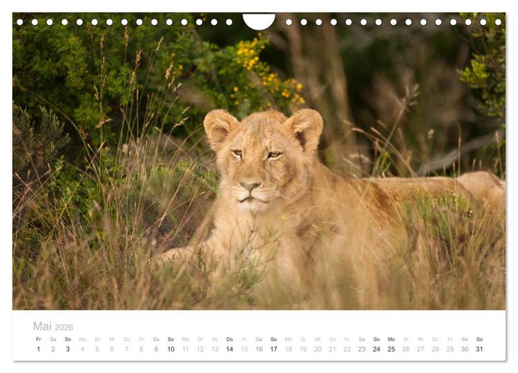 Produktbild: Tierische Gl&uuml;cksmomente mit Weisheiten (Wandkalender 2026 DIN A4 quer), CALVENDO Monatskalender