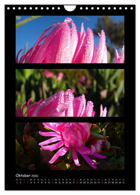 Produktbild: ZAUBERWELT DER BLUMEN - EISKRISTALLE & WASSERPERLEN (Wandkalender 2026 DIN A4 hoch), CALVENDO Monatskalender