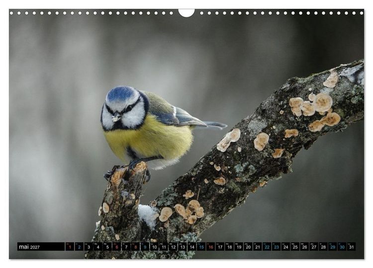 Produktbild: Mes anges bleus en &Icirc;le-de-France (Calendrier mural 2027 DIN A3 vertical), CALVENDO calendrier mensuel