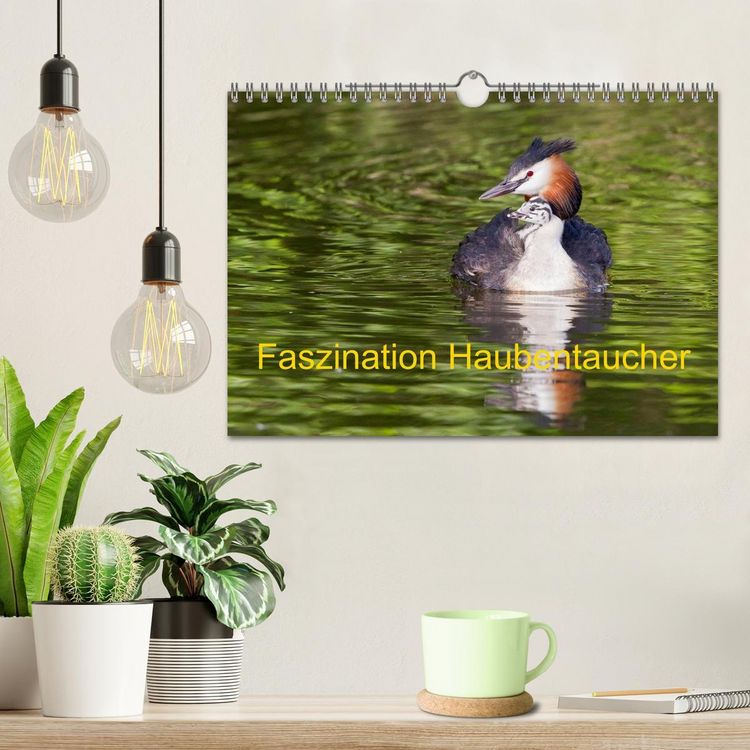 Produktbild: Faszination Haubentaucher (Wandkalender 2026 DIN A4 quer), CALVENDO Monatskalender