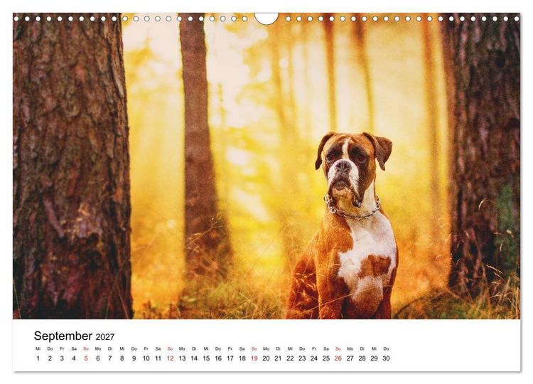 Produktbild: Deutscher Boxer (Wandkalender 2027 DIN A3 quer), CALVENDO Monatskalender