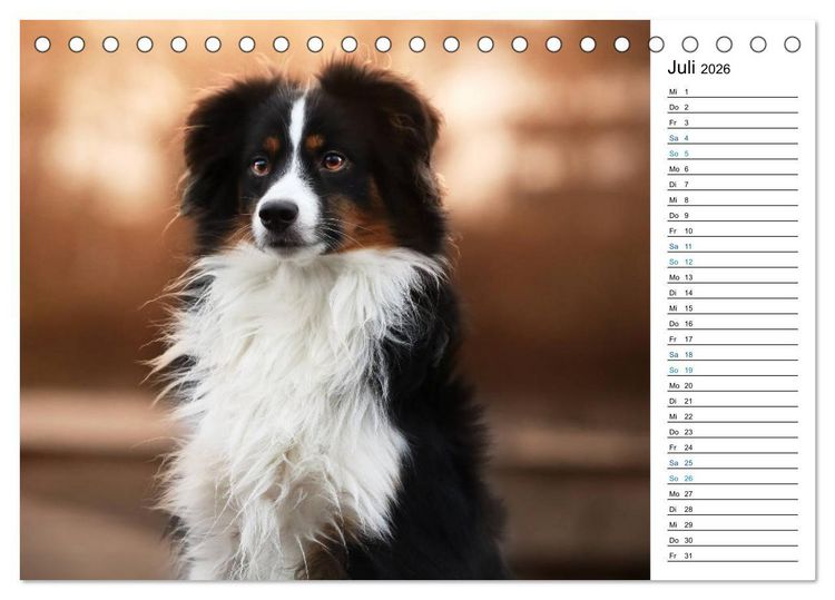 Produktbild: Australian Shepherd Tri Color (Tischkalender 2026 DIN A5 quer), CALVENDO Monatskalender